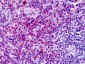 GPER1 / GPR30 Antibody (Extracellular Domain)