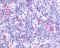 PTGIR / IP Receptor Antibody (N-Terminus)