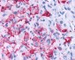 FZD4 / Frizzled 4 Antibody (N-Terminus)