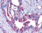 FZD4 / Frizzled 4 Antibody (N-Terminus)