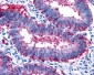 RXFP2 / LGR8 Antibody (Cytoplasmic Domain)