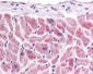 FZD7 / Frizzled 7 Antibody (C-Terminus)