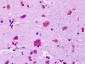 GPR83 Antibody (Extracellular Domain)