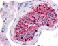 FZD9 / Frizzled 9 Antibody (N-Terminus)