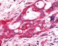 FZD9 / Frizzled 9 Antibody (N-Terminus)