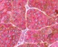 FZD9 / Frizzled 9 Antibody (N-Terminus)