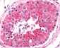 FZD9 / Frizzled 9 Antibody (N-Terminus)