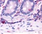 HNF4G / HNF4 Gamma Antibody (Ligand-binding Domain)