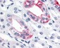 ESRRG / ERR Gamma Antibody (C-Terminus)