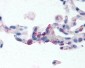 ADGRE2 / EMR2 Antibody (N-Terminus)