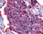GPR63 Antibody (Cytoplasmic Domain)
