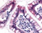 ESRRG / ERR Gamma Antibody (N-Terminus)