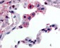 FFAR2 / GPR43 Antibody (C-Terminus)