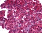 FP / PTGFR Antibody (Extracellular Domain)