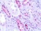 GPR50 Antibody (C-Terminus)