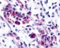 NEK9 Antibody (Kinase Domain)