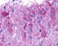GPCR6 / GPR101 Antibody (Cytoplasmic Domain)