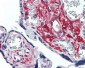 GLG1 / MG160 Antibody (Internal)