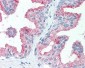SLC39A14 / ZIP14 Antibody (Internal)