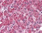 SURF4 Antibody (N-Terminus)