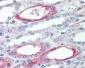 PIGR Antibody (Extracellular Domain)