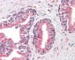 OLFM4 / Olfactomedin 4 Antibody (Internal)