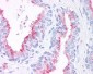 WNT5B Antibody (Internal)