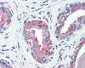 SLC12A2 / NKCC1 Antibody (C-Terminus)