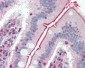 SLC5A1 / SGLT1 Antibody (Internal)