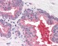 DPP4 / CD26 Antibody (N-Terminus)