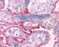 SLC31A1 / CTR1 Antibody (Internal)
