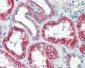 SLC11A2 / DMT1 Antibody (Internal)
