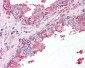 SLC39A6 / LIV-1 Antibody (N-Terminus)