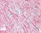 SRPX2 Antibody (Internal)
