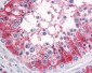 SRPX2 Antibody (Internal)