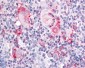 ITGA2 / CD49b Antibody (Extracellular Domain)
