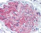 P2RX7 / P2X7 Antibody (Internal)