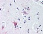 WNT8B / Wnt 8b Antibody (C-Terminus)
