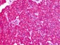 SLC1A4 / ASCT1 Antibody (N-Terminus)