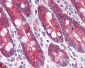 PIGR Antibody (Internal)