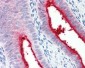 ENPP3 / CD203c Antibody (C-Terminus)