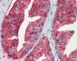 MUC13 Antibody (Internal)