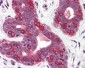 SURF4 Antibody (N-Terminus)