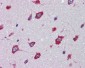 SRPX2 Antibody (C-Terminus)