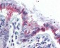 GCNT3 Antibody (N-Terminus)