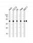 Beta-Actin  Antibody