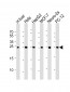 PSMA5 Antibody