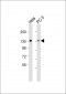 KIF1B Antibody
