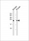 RAB3A Antibody