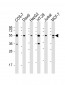 IRF3 Antibody